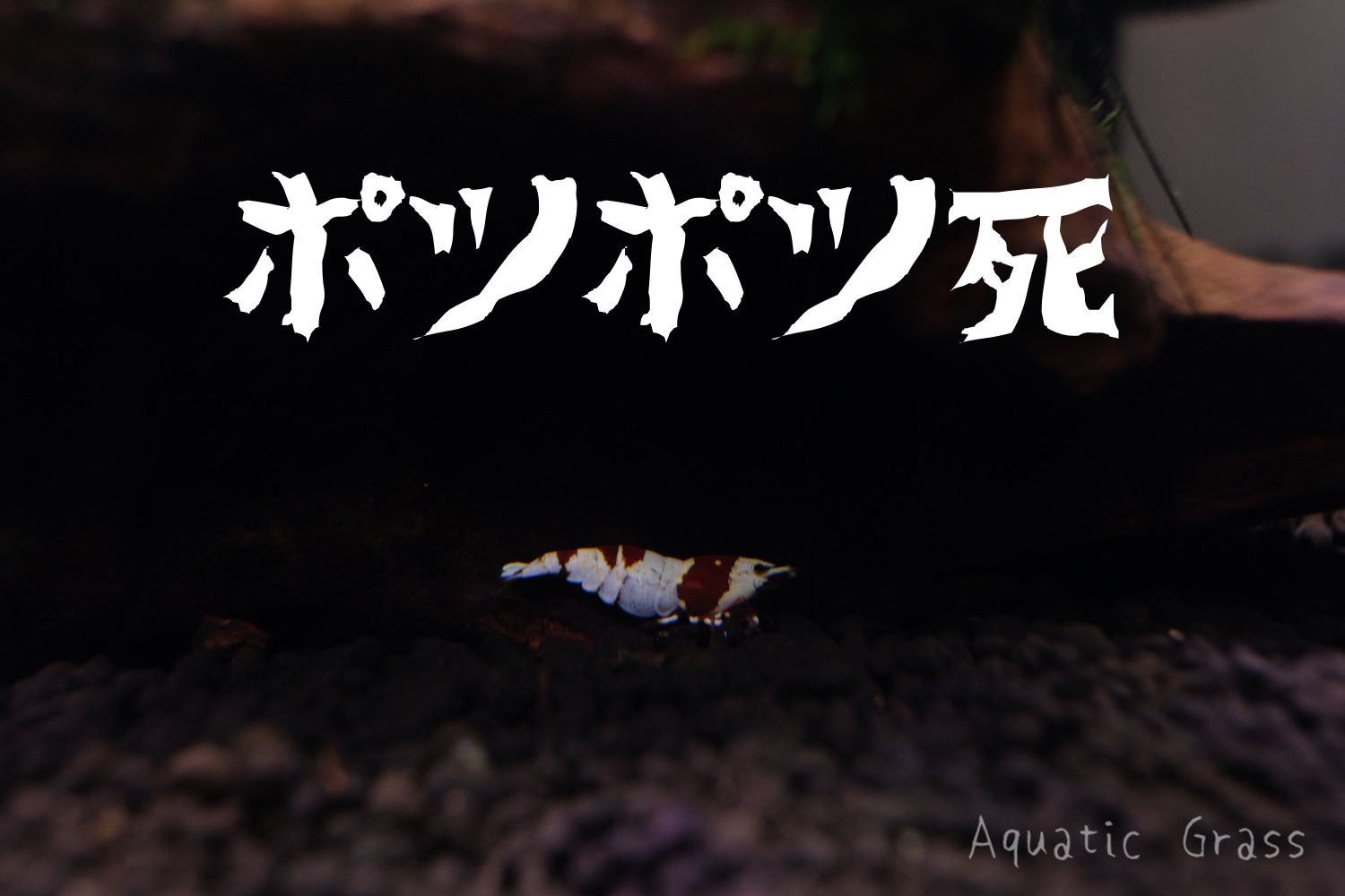 これで解決 レッドビーシュリンプのポツポツ死の対策 レッドビーシュリンプの飼育部屋