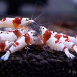 コレだけでok 失敗しないレッドビーシュリンプ水槽の立ち上げ方 レッドビーシュリンプの飼育部屋