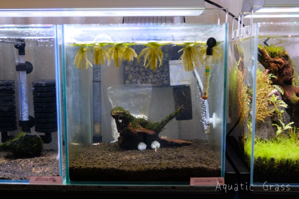 初めてのレッドビーシュリンプ飼育 エビ導入編 エビ活